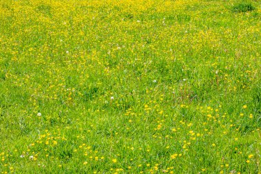 Hollanda kırsalındaki vadide yeşil çimenleri kaplayan bol sarı yabani çiçekler. Hollanda 'nın Güney Limburg bölgesindeki Ingendael doğa parkında güneşli bir gün.
