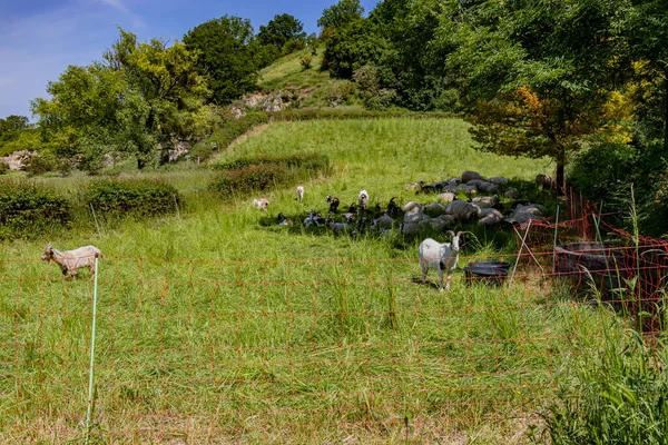 Cabras Bajo Sombra Árbol Otros Pie Sobre Hierba Verde Entrada — Foto de Stock