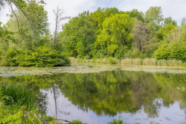 Vijver Met Reflectie Het Wateroppervlak Van Omliggende Groene Weelderige Bomen — Stockfoto