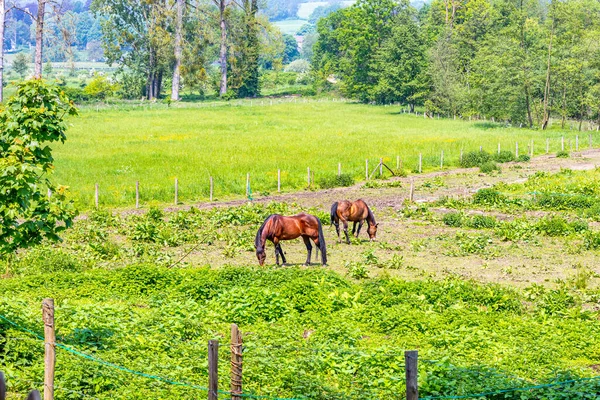 Parcela Granja Con Dos Caballos Marrones Pastando Sobre Hierba Verde — Foto de Stock