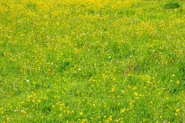 Hollanda kırsalındaki vadide yeşil çimenleri kaplayan bol sarı yabani çiçekler. Hollanda 'nın Güney Limburg bölgesindeki Ingendael doğa parkında güneşli bir gün.