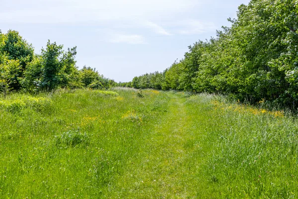 Abundante Hierba Verde Salvaje Una Explanada Abierta Entre Árboles Frondosos — Foto de Stock