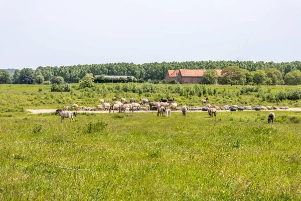 Nederländska Naturreservatet Borgharen Maasvallei Flock Polska Konik Hästar Vid Monument — Stockfoto