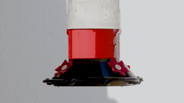 Колибри Приходят Пить Кормушки Колибри Красным Нектаром Маленькими Пластиковыми Цветами — стоковое видео