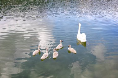 Beyaz yetişkin anne, Echternach gölünde beş yavrusuyla huzur içinde yüzüyor. Bulutlar su yüzeyine yansıyor. Lüksemburg 'da güneşli bir bahar günü düzensiz bir yüzey.