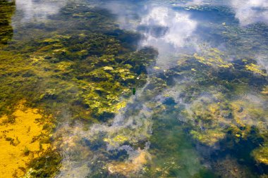 Arka planda sığ su, yosun, yosun ve tortu bulunan bataklık göletinin sularına yakın plan, su yüzeyindeki bulutların ayna yansıması.