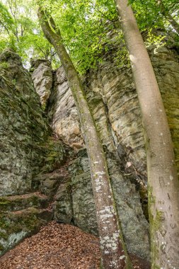Büyük bir kaya oluşumunun yanında iki ağaç gövdesi, arka planda yosun, yeşil yapraklar, Almanya 'nın Irrel kentindeki Doğa Rezervi' nde güneşli bir yaz günü.