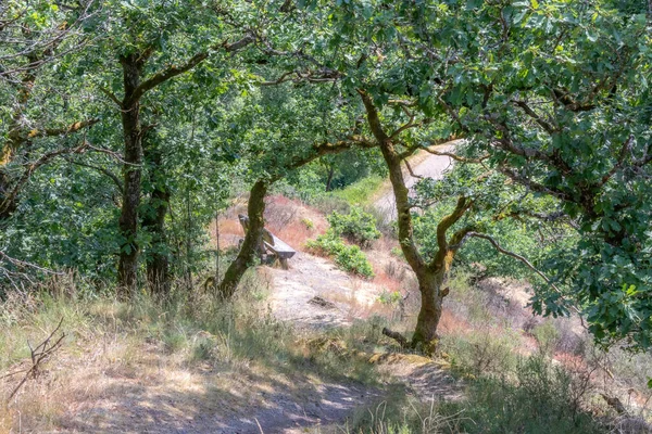 德国乌契德 一个阳光明媚的夏日 在干燥的野草和绿叶的中间 漫步在山路上 一条空荡荡的木制长椅上 观光客全景尽收眼底 — 图库照片