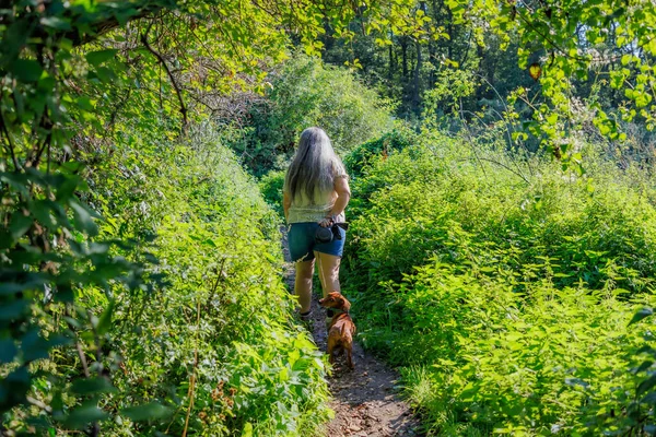 Kıdemli bir kadın yürüyüşçünün, köpeğiyle dar bir patikada yürüdüğü arka plan, bol yeşillik, uzun gri saçlar, bulanık arka plan yeşil ağaçlar, Kanne, Riemst, Belçika 'da güneşli bir yaz günü.