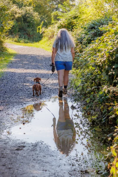 Reflection in water surface of a puddle, senior adult woman walking with her dog, back to camera, hiking trail on the Caestert Plateau, long gray hair, shorts, enjoying a sunny day, Riemst, Belgium