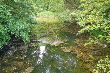 Lüksemburg 'daki Echternach göl parkında, su yüzeyinde su yosunlarıyla çevrili, ağaçlarla çevrili, sığ, bataklık tabanlı, güneşli bir yaz günü.