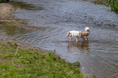 Nehirden kıyıya doğru yürüyen bol beyaz kahverengi kürklü orta cins bir köpek, burunlu pembe bir top, perfil manzaralı, doğada oynayan sakin bir gün. Aktif hayvan yaşamı kavramı