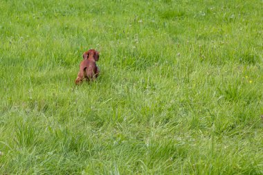 Güneşli bir yaz sabahı, halka açık bir parkta yeşil çimenlere kakasını yapan kahverengi kısa saçlı bir dachshund 'un arka manzarası.