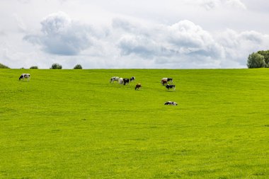 Yeşil çimenli bir arazide sığır otlağı, Hollanda tarım arazisi, bulutlarla kaplı gökyüzüne karşı tepe, Epen, Güney Limburg, Hollanda 'da güneşli bir gün