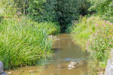 Küçük mor çiçekli sığ sularla dolu Geul nehri, arka planda yapraklı ağaçların yaprakları, Terpoorterweg 'de güneşli bir gün, Epen, Güney Limburg, Hollanda