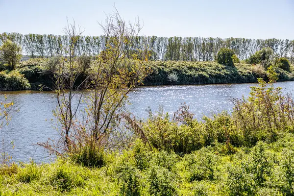 Vahşi bitki örtüsü arasında Maas nehri, arka planda Belçika kırsalındaki ağaçlar, su yüzeyine yansıyan güneş ışığı, Maasvallei doğa rezervi, Meers, Elsloo, Hollanda 'da güneşli bir gün.