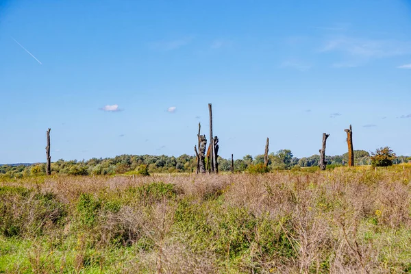 Llanura Con Vegetación Silvestre Reserva Natural Maasvallei Monumento Los Árboles — Foto de Stock