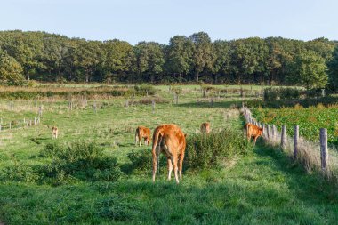Tarımsal çiftlik hayvanları arazisinde bir buzağı işerken diğerleri yabani bitki örtüsü, arka planda yapraklı ağaçlar, Sweikhuizen, Güney Limburg, Hollanda 'da güneşli bir sonbahar günü otluyor.