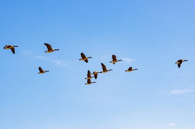 V formasyonunda uçan Kanada kazları grubu, Maasvallei doğa koruma alanı üzerinde, Meers, Elsloo, Hollanda 'da güneşli bir sonbahar günü.