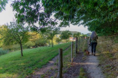 Dachshund 'u ile tarımsal arazinin yanındaki patikada yürüyen yaşlı yürüyüşçü kameraya, Stammenderbos doğa koruma alanına, arka planda ağaçlara, Sweikhuizen, Güney Limburg, Hollanda' da güneşli bir güne,