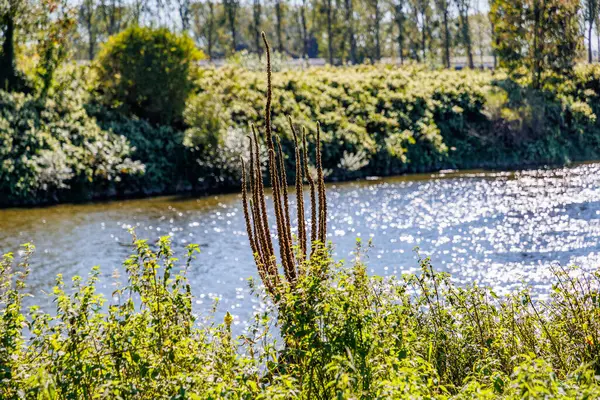 Vegetación Verde Salvaje Orilla Del Río Maas Árboles Fondo Borroso — Foto de Stock