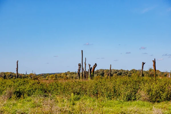 Wild vegetation on plain of Maasvallei nature reserve, huge trunks of fossil oaks in background at Meers tree monument, autumn trees against blue sky, sunny day in Elsloo, Netherlands