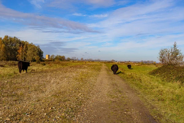 Tres Vacas Galloway Caminando Pastando Camino Tierra Entre Campo Horizonte — Foto de Stock