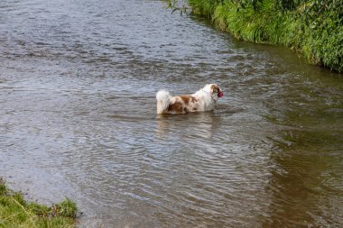 Pembe top, profil görüşü, orta cins, doğada oynayan sakin bir gün yanında bol beyaz-kahverengi kürklü bir köpek olan nehir. Aktif hayvan yaşamı kavramı