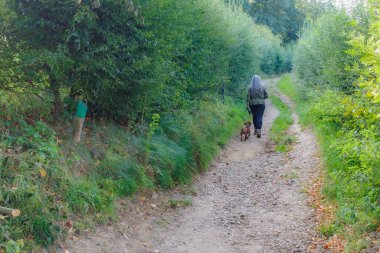 Köpeğiyle birlikte Stammenderbos 'ta yürüyüş yapan yaşlı bir kadın yürüyüşçünün arka planda kalan yemyeşil ağaçlar, Sweikhuizen, Güney Limburg, Hollanda' da güneşli bir gün.