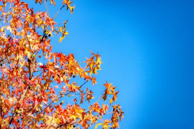 Kırmızımsı sarı yaprakları olan bir ağacın dalına güneş ışığıyla aydınlanan açık mavi arka planda bulanık bir gökyüzüne karşı. Sonbahar konsepti ve kompozisyonu