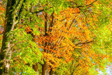 Sonbahar kompozisyonu, diğer ağaçların yeşil yapraklarıyla çevrili bir ağacın altın sarısı yaprağı, güneş ışığıyla aydınlatılmış, güneşli bir günde bulanık arka planda gölgeler.