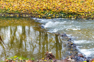 Gelenbeek deresindeki taşların üzerinden akan suyun yakın çekimi, arka planda sonbahar yaprakları, Hollanda doğa rezervi Geleenbeekdal, su yüzeyinde yansıma, Schinnen, Güney Limburg, Hollanda