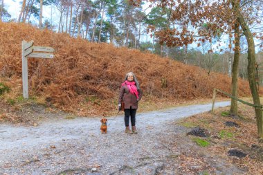 Bir kavşakta köpeğinin yanında duran yaşlı kadın, arka planda yürüyüş izleri ve çıplak ağaçlar, Hoge Kempen Ulusal Parkı, Lieteberg Zutendaal Limburg, Belçika