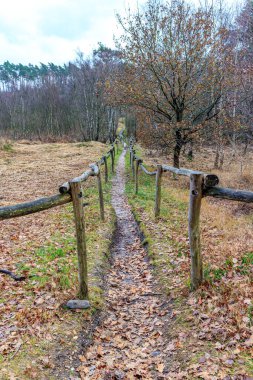 Orman manzarasında çamurlu zemin üzerinde tahta çitler, arka planda çıplak ağaçlar, Hoge Kempen Ulusal Parkı 'nda sisli bir sonbahar günü, Lieteberg Zutendaal Limburg, Belçika