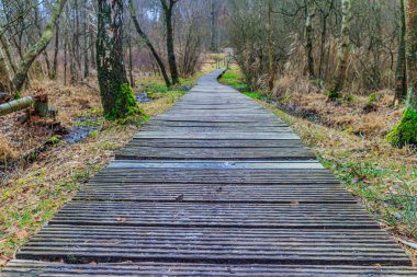Çıplak ağaçlar arasında çamurlu zeminde dar ahşap yol perspektifi, arka planda kaybolan, Hoge Kempen Ulusal Parkı, Lieteberg Zutendaal Limburg, Belçika 'da sisli bir sonbahar günü.