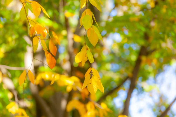 Small thin branches with golden yellow leaves of a tree illuminated by sunlight, touches of blue sky and reflections on blurred background, sunny day. Autumn concept and composition