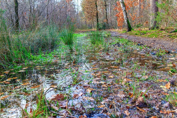 Low angle perspective of a hiking trail between wild grass flooded with rainwater, trees in background, autumn day in Hoge Kempen national park, Lieteberg Zutendaal Limburg, Belgium