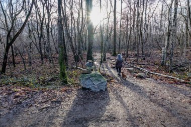 Orman manzarası dallar arasında güneş ışınları olan çıplak ağaçlar, Thor Park 'ta köpeğiyle yürüyen olgun bir kadının dikiz aynası - Hoge Kempen Ulusal Parkı, Belçika' nın Cenk kentinde sonbahar öğleden sonra
