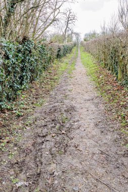 Yeşil çalılar ve çıplak ağaçlar arasındaki ıslak çamurlu toprak yol, sisli arka planda gri bulutlu gökyüzü, Alden Biesen doğa rezervi, Bilzen, Limburg, Belçika