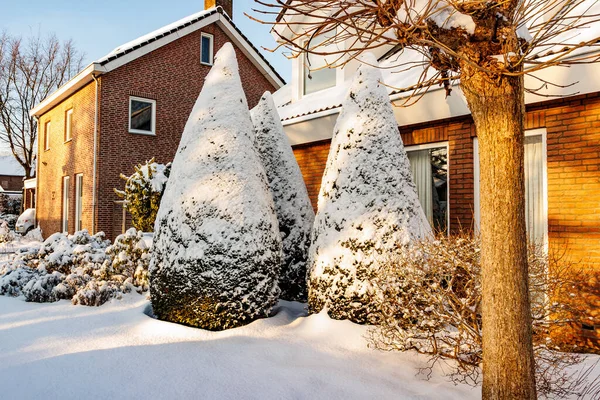 Yeşil çam ağaçları, çalılar ve dışarıdaki bahçede karla kaplı zemin, tuğla duvarlı evler, arka planda gable çatısı, yoğun kar yağışı sonrası güneşli kış günü Güney Limburg, Hollanda 'da