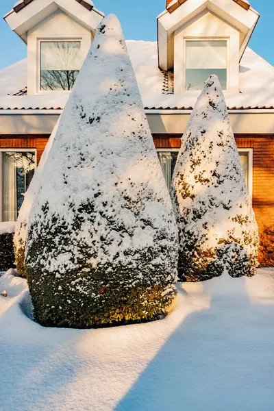 Green pine trees and ground covered with heavy snow drifts in a garden, brick wall, gable roof with windows in background, sunny winter day after heavy snowfall