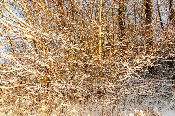 Bare tree branches and wild vegetation with remains of snow, after heavy snowfall, illuminated by sunlight, sunny winter day
