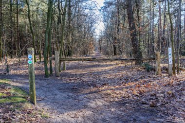 Duinengordel 'de yürüyüş tabelaları - Hoge Kempen Milli Parkı, tahta kavşak ve tabelalar: tasmalı köpek, yaya bölgesi, bisikletler ve atlar yasaklandı, Cenk, Limburg, Belçika' da güneşli bir gün