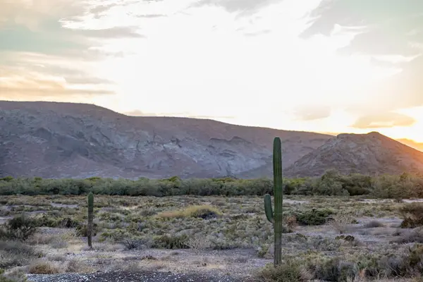 Mexican desert landscape with saguaros cactus, steppes, wild vegetation and scrubland in arid terrain, rocky mountains and sunset with orange clouds in background, Baja California Sur, Mexico