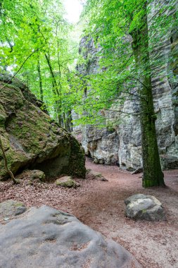 Teufelsschlucht doğa yolları, yapraklı yeşil ağaçlar, arka planda kayalık dağ duvarları, pürüzlü dokular, Almanya 'nın Irrel kentinde güneşli bir yaz günü