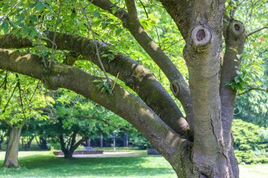 Kalın dalları ve yemyeşil yaprakları olan bir ağacın gövdesi, Rheinpark Halk Parkı, Köln, Almanya 'da güneşli bir bahar günü.