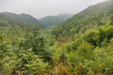Warche Vadisi 'nin panoramik manzarası, yeşil yapraklı ağaçlar ve vahşi bitki örtüsüyle kaplı dağ, Waimes, Belçika' da soğuk bir yaz sabahı, bulanık arka planda ufuk.
