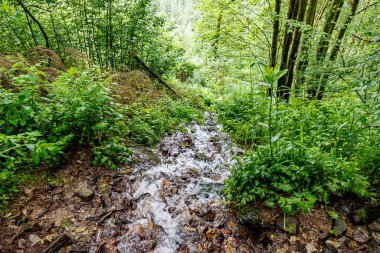 Dağdaki kayaların üzerinden akan su akıntısı yeşil yapraklı bol ağaçlar ve arka planda vahşi bitki örtüsü. Warche Vadisi, Waimes, Belçika 'da yaz günü.