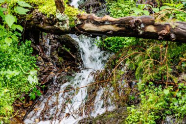 Şelalenin taşları arasında akan suyun yakınındaki yabani otlar ve bitkiler, bulanık önplanda düşen yosunlu ağaç gövdesi, Waimes, Belçika, Warche Vadisi 'nde yaz günü