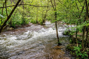 Warche Vadisi nehri, verimli yeşil ağaçlar ve arka planda vahşi bitki örtüsü arasında çalkantılı sular kayalar ve taşlar arasında hızla akıyor. Yaz günü Waimes, Belçika 'da.